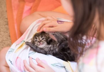 A legjobb kisállatok gyerekek mellé – Melyik a legideálisabb választás?