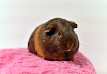 A legokosabb kisállatok, amelyeket otthon tarthatsz