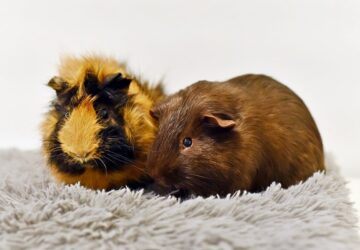 A tengerimalacok nyelve – Mit jelentenek a különböző hangok?