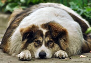 Dagibb, mint kéne? Így segíthetsz kedvencednek a fogyásban