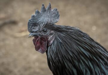 Díszbaromfi tartása a kertben: hogyan neveljünk színes szárnyasokat?