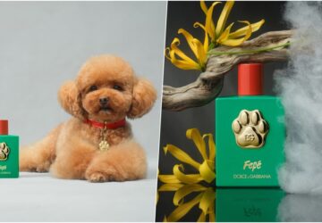dolce and gabbana kutyaparfum fefe