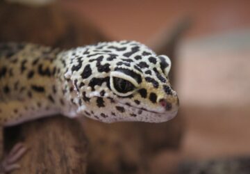 Egy egzotikus barát, aki nem harap! – Minden, amit a leopárdgekkó tartásáról tudnod kell