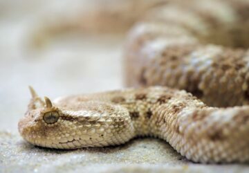 Egzotikus állatot tartanál otthon? Csak engedéllyel lehetséges!