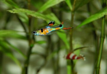 ez a halak viselkedeserol szolo utmutato megvaltoztatja az akvariumod eletet