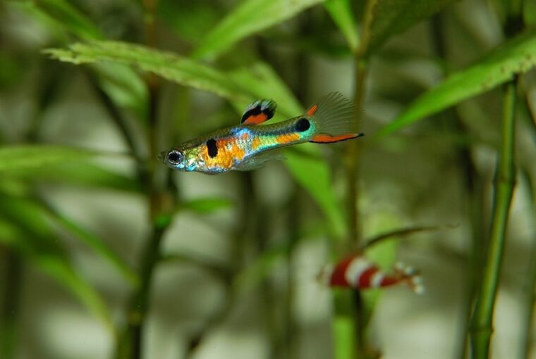 ez a halak viselkedeserol szolo utmutato megvaltoztatja az akvariumod eletet