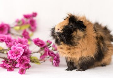 Háziállat-kezdők álma: 3 állat, amivel garantáltan elindulhat a gazdisodás! (Spoiler: egyik sem egy aranyhal!)