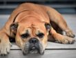 Hogyan ismerd fel, ha kutyád unatkozik? Jelek és tippek a boldogabb kedvencért