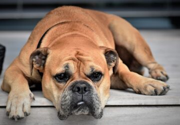 Hogyan ismerd fel, ha kutyád unatkozik? Jelek és tippek a boldogabb kedvencért