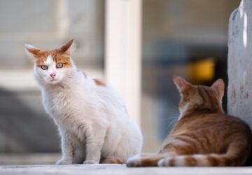Hogyan vehetem rá a kandúr macskám, hogy ne jelöljön a lakásban