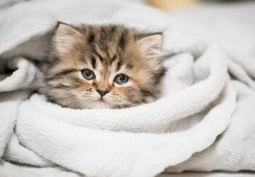 Imád-e a cicád? Íme a 7+1 jel, amiből tutira megtudhatod!