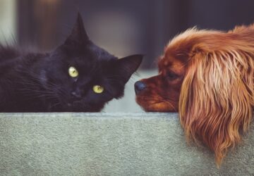 Ki a legokosabb a háznál? – Állati elmék az emberi intelligencia tükrében