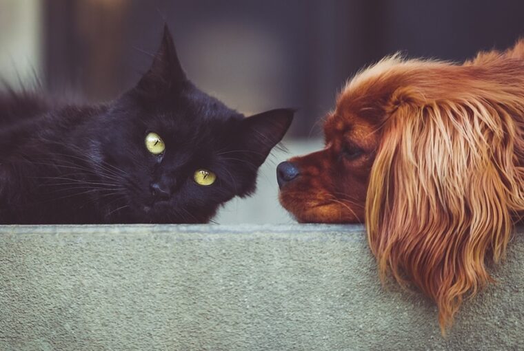 Ki a legokosabb a háznál? – Állati elmék az emberi intelligencia tükrében