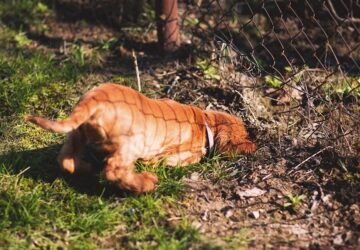Kutyáink különös szokásai – Miért ásnak lyukakat a kertben? És hogyan taníthatjuk meg őket másra?