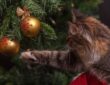 macska vs karacsonyfa hogyan keszulj a macskad kedvenc teli szorakozasara
