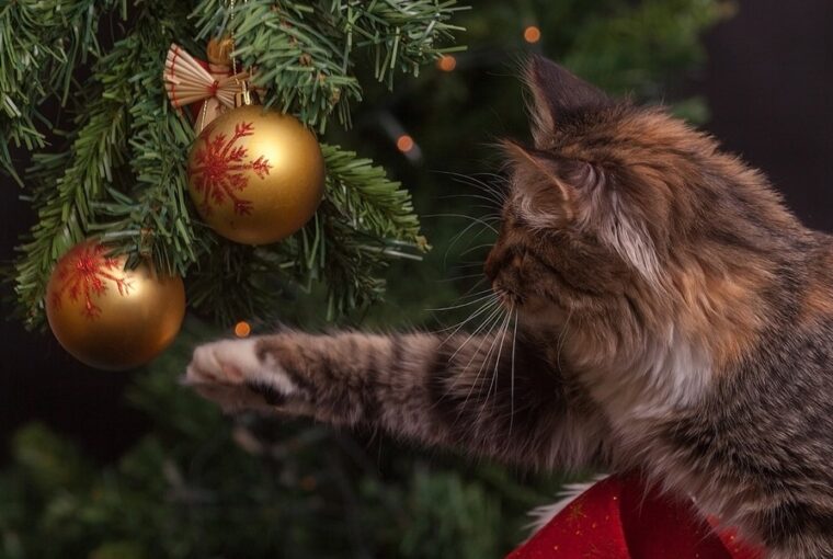 macska vs karacsonyfa hogyan keszulj a macskad kedvenc teli szorakozasara