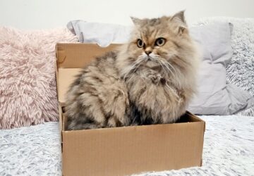 macskak es a dobozok miert a doboz a legjobb jatek