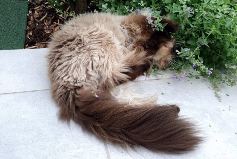 Macskamenta és cicák: miért olyan őrült érte minden macska?