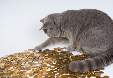 Melyik hobbiállat tartása a legolcsóbb és melyik a legdrágább? – Íme a költségek Magyarországon