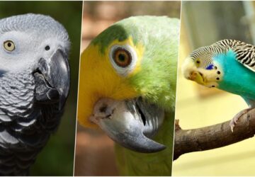 Melyik papagáj tanulja meg leggyorsabban a szavakat? A legjobb beszélő papagájfajták, amiket Magyarországon is tarthatsz!