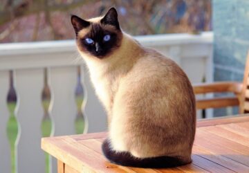 Miért változik meg a cicád színe? A himalájai és sziámi macskák különös titkai