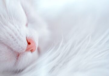 mit uzen a macskad dorombolasa a titkos macskakommunikacio rejtelmei