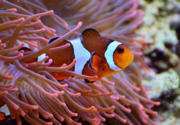 Némó az akváriumban: így tarthatod otthon a világhírű bohóchalat!