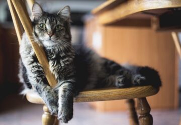 10 jel hogy a macskad valojaban a fonok otthon