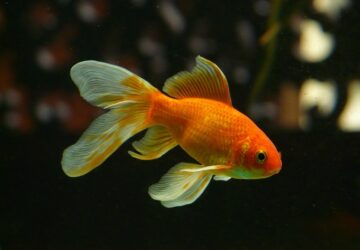 a halak tenyleg emlekeznek