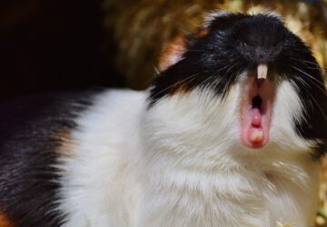 a kulonos szokas okai miert eszik a tengerimalacok az urulekuket