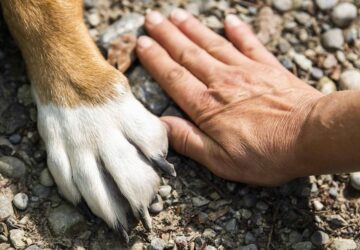 a kutyam a legjobb eletvezetesi tanacsadom