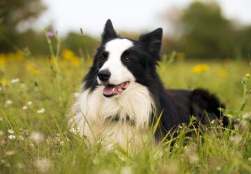 a kutyam okosabb mint te