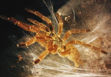 a legjobb egzotikus allatok amelyek kis helyen is elfernek