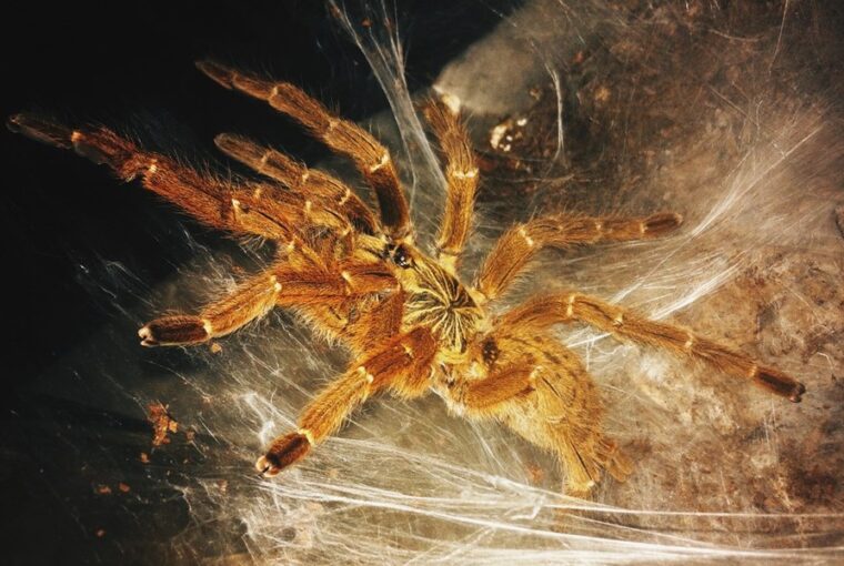 a legjobb egzotikus allatok amelyek kis helyen is elfernek