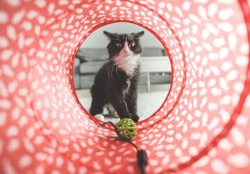 a macskak tenyleg szeretnek minket