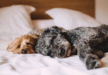 allati alomvilag vajon mirol almodnak kedvenceink