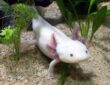 axolotl hogyan tartsuk otthon a termeszet kis varazslojat