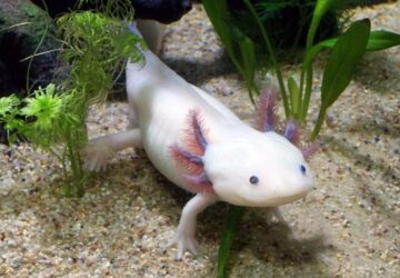 axolotl hogyan tartsuk otthon a termeszet kis varazslojat
