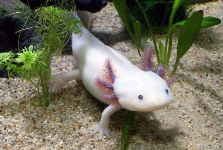 axolotl hogyan tartsuk otthon a termeszet kis varazslojat