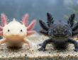 Axolotl: hogyan tartsuk otthon