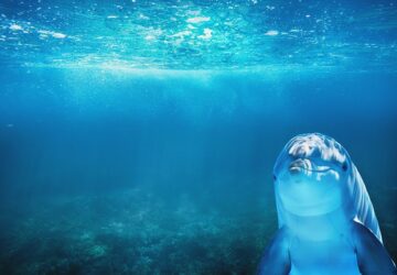 Előfordulhat-e autizmus az állatvilágban?