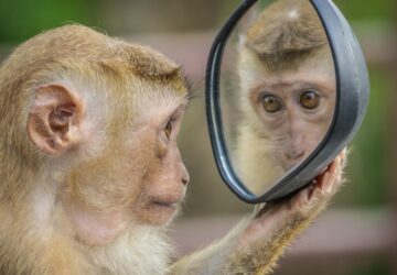 haziallatok es a tukor mit gondolnak ki van a masik oldalon