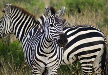 hogyan tartsunk zebrat otthon engedelyek koltsegek es gondozasi tippek