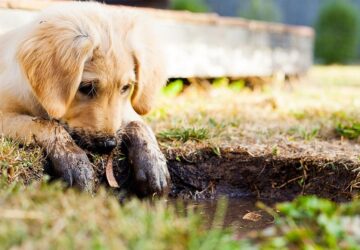 hogyan teheted biztonsagossa a lakast egy kiskutya erkezese elott