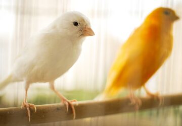 ket kanari egy kalitkaban