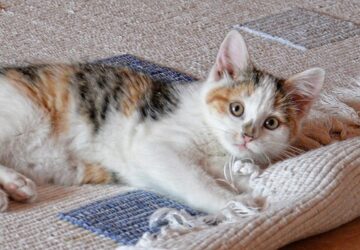 macskahanyas a szonyegen