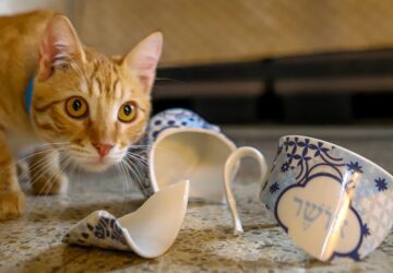 macskak es a gravitacio