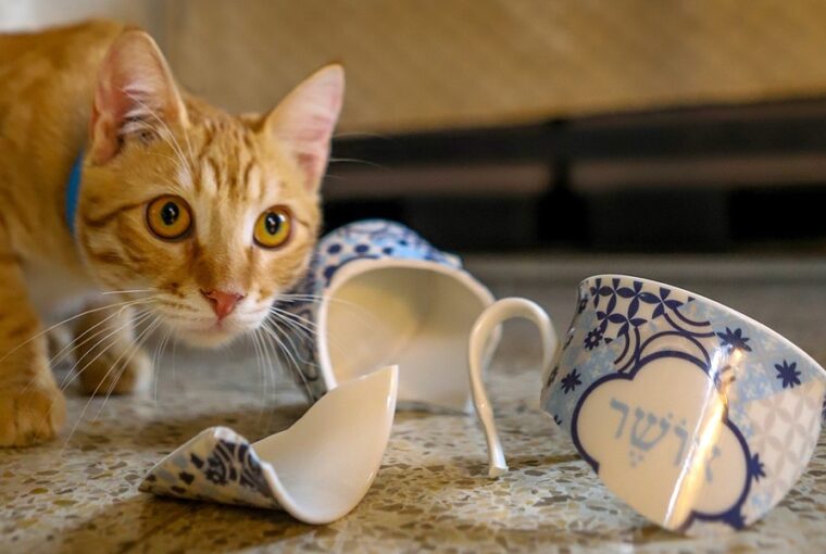 macskak es a gravitacio