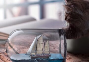 macskak es a gravitacio