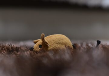 mit uzen a macskad amikor ajandekot hoz neked